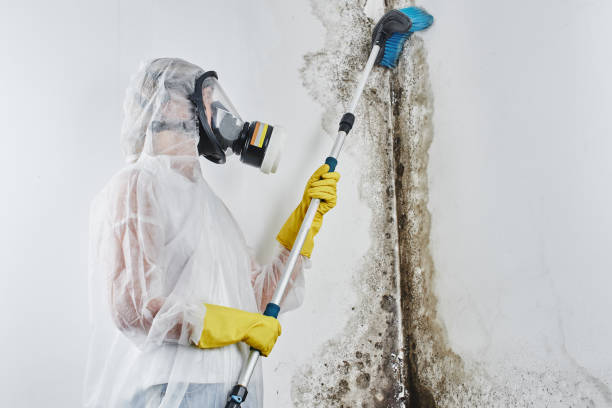 Best Environmental Consulting for Mold Prevention in Chamberlayne, VA