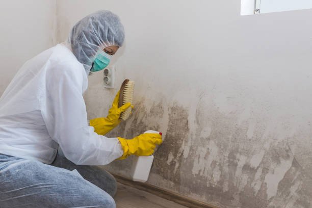 Best Water Damage & Mold Remediation in Chamberlayne, VA